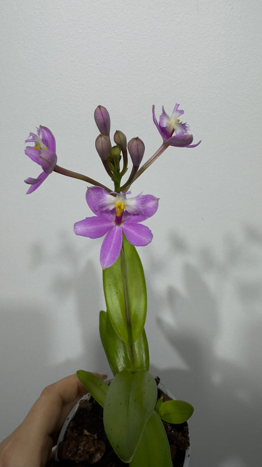 Orhideja Epidendrum 6