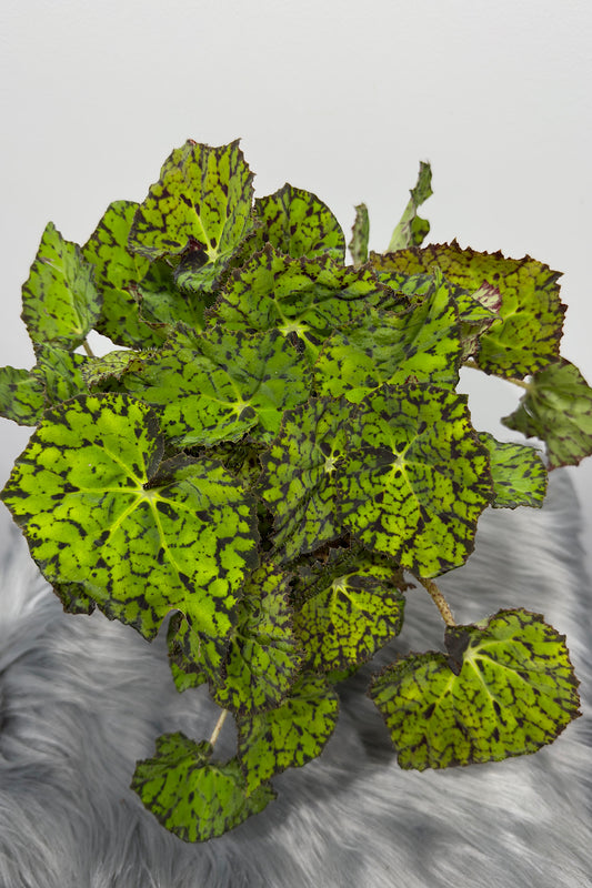 Begonia Beleaf 9