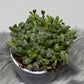 Fenestraria