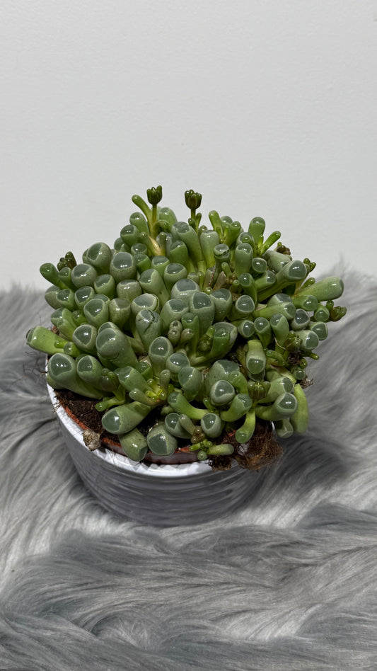 Fenestraria