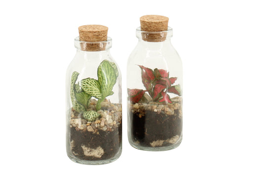 Kompozīcija terārijā