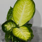 Dieffenbachia Short Yellow