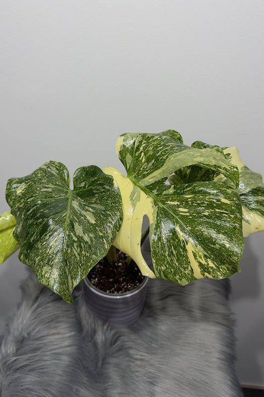 Monstera Thai Constellation 9