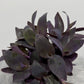 Tradescantia - www.augi-plants.lv
