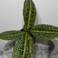 Labisia Obtusifolia Kura