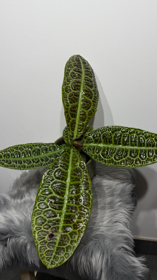Labisia Obtusifolia Kura