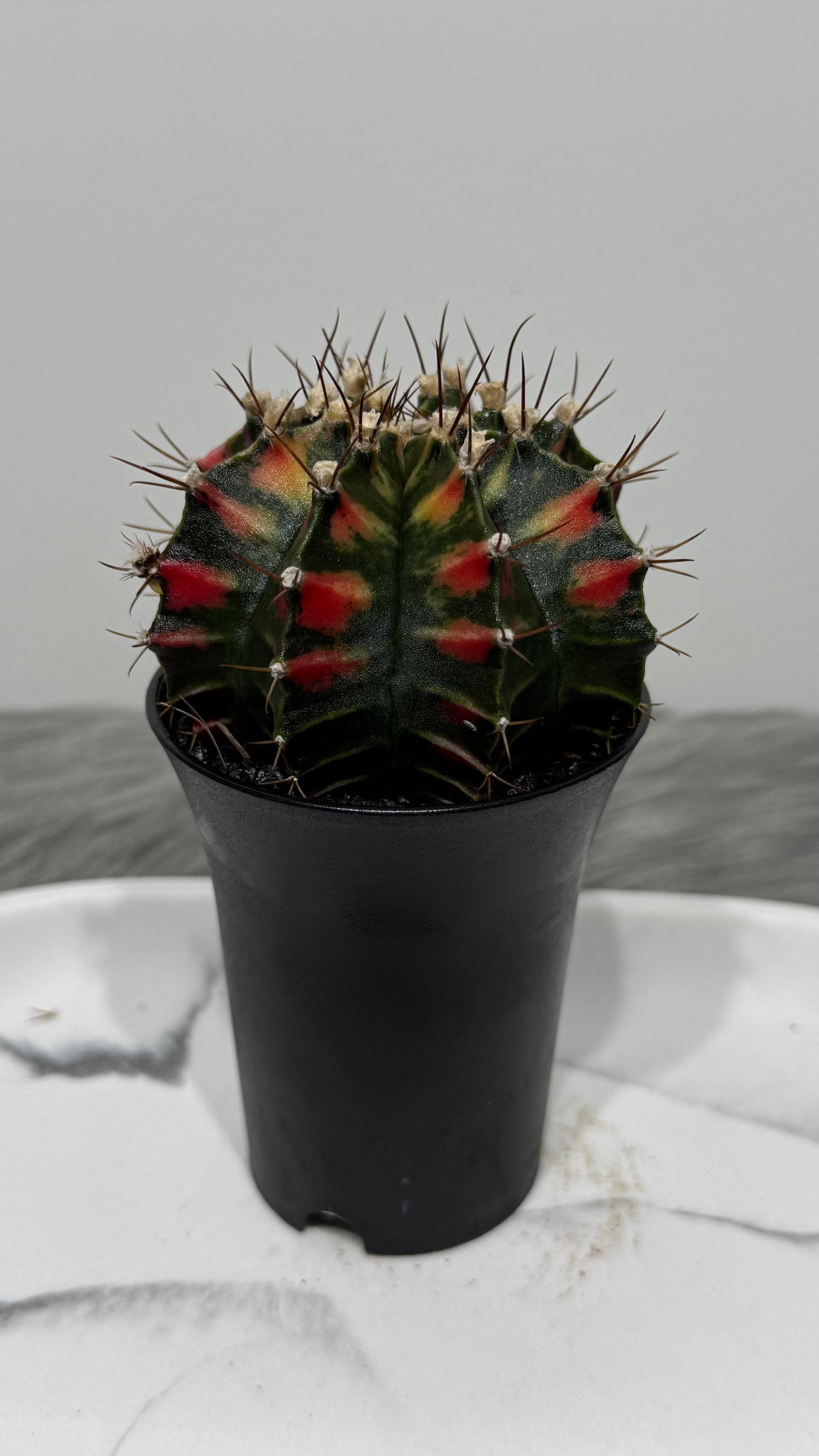 Gymnocalycium mihanovichii variegata