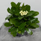 Euphorbia Milii White