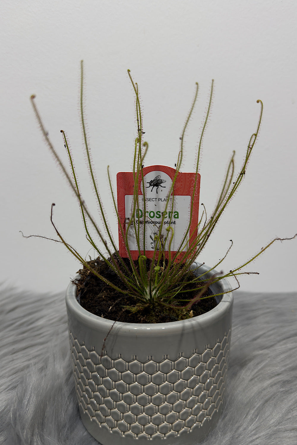 Mušķērājs Drosera 3 - www.augi-plants.lv