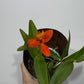 Orhideja Epidendrum 4 - www.augi-plants.lv