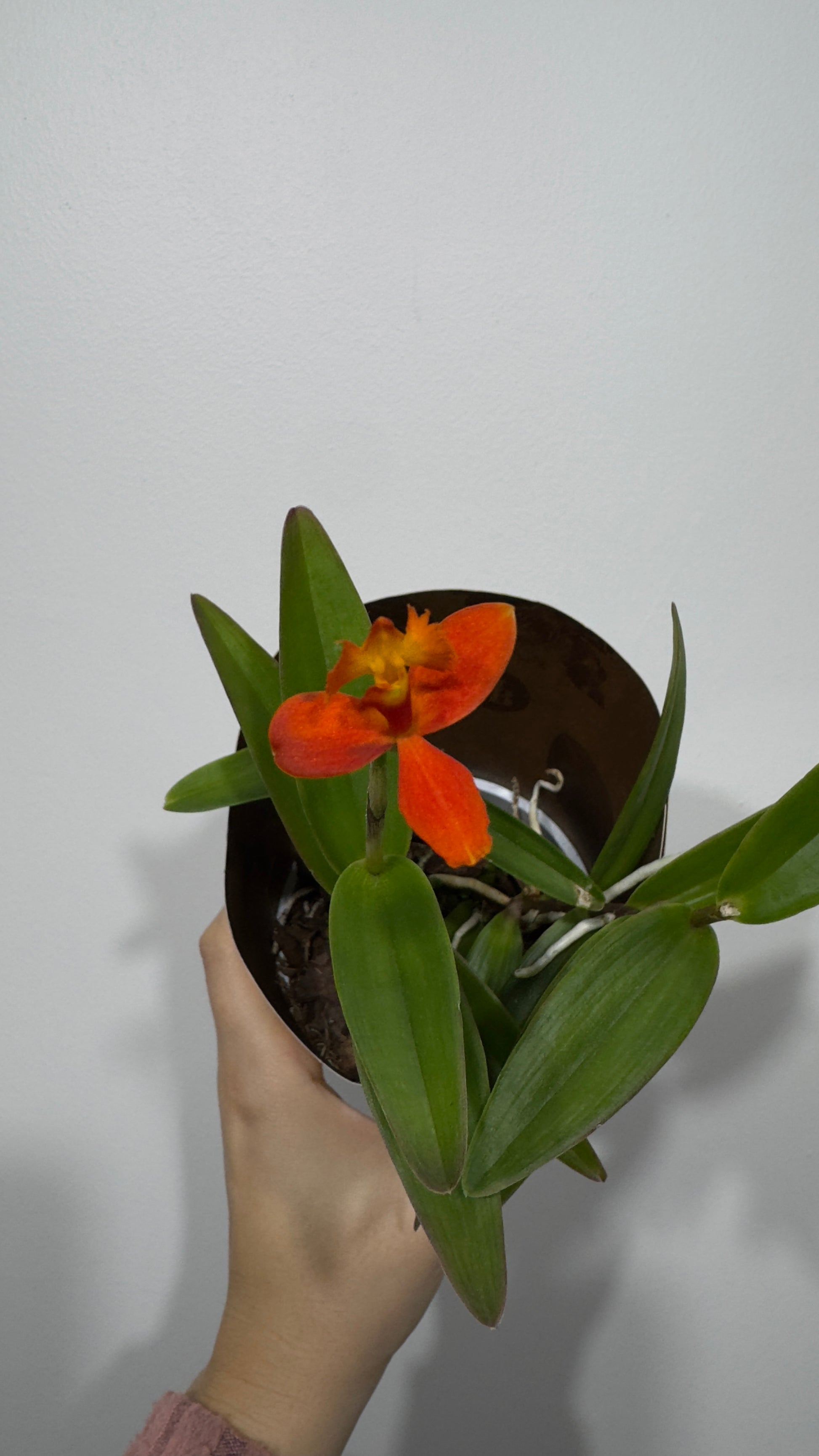 Orhideja Epidendrum 4 - www.augi-plants.lv