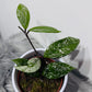 Hoya carnosa Stardust