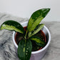 Hoya Silver Moon reverted