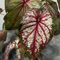 Caladium 5