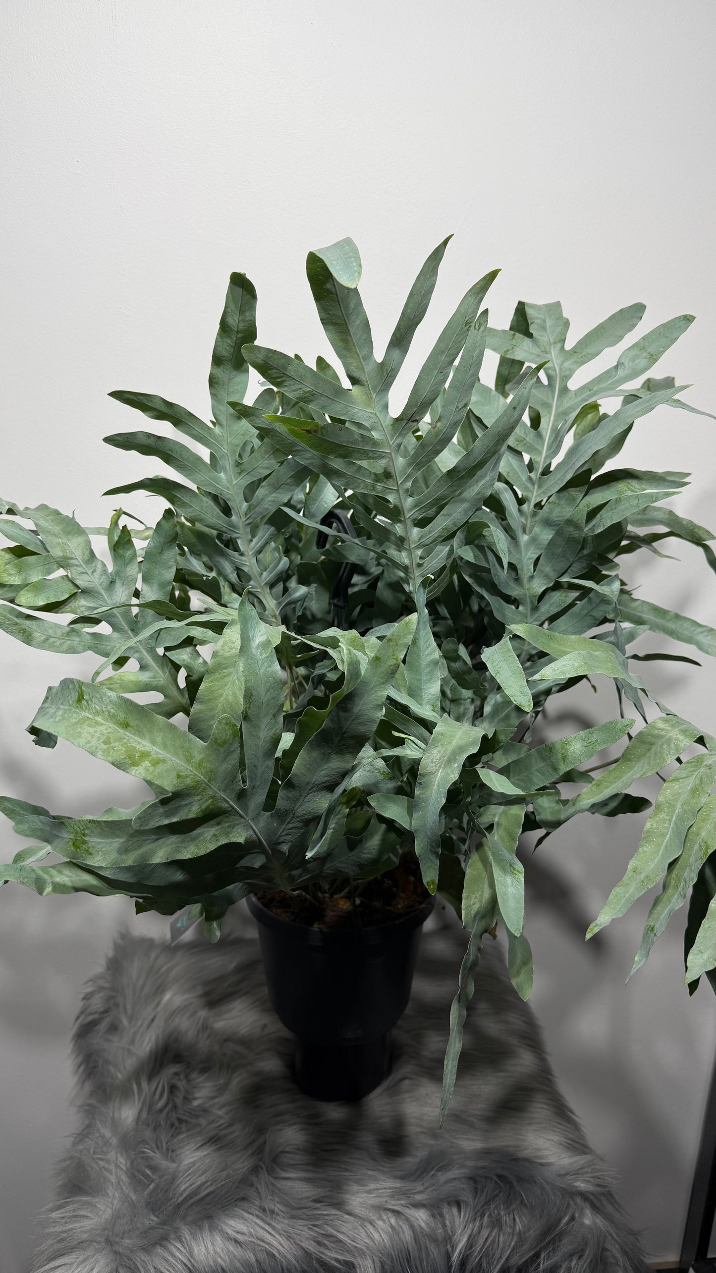 Phlebodium Blue Star