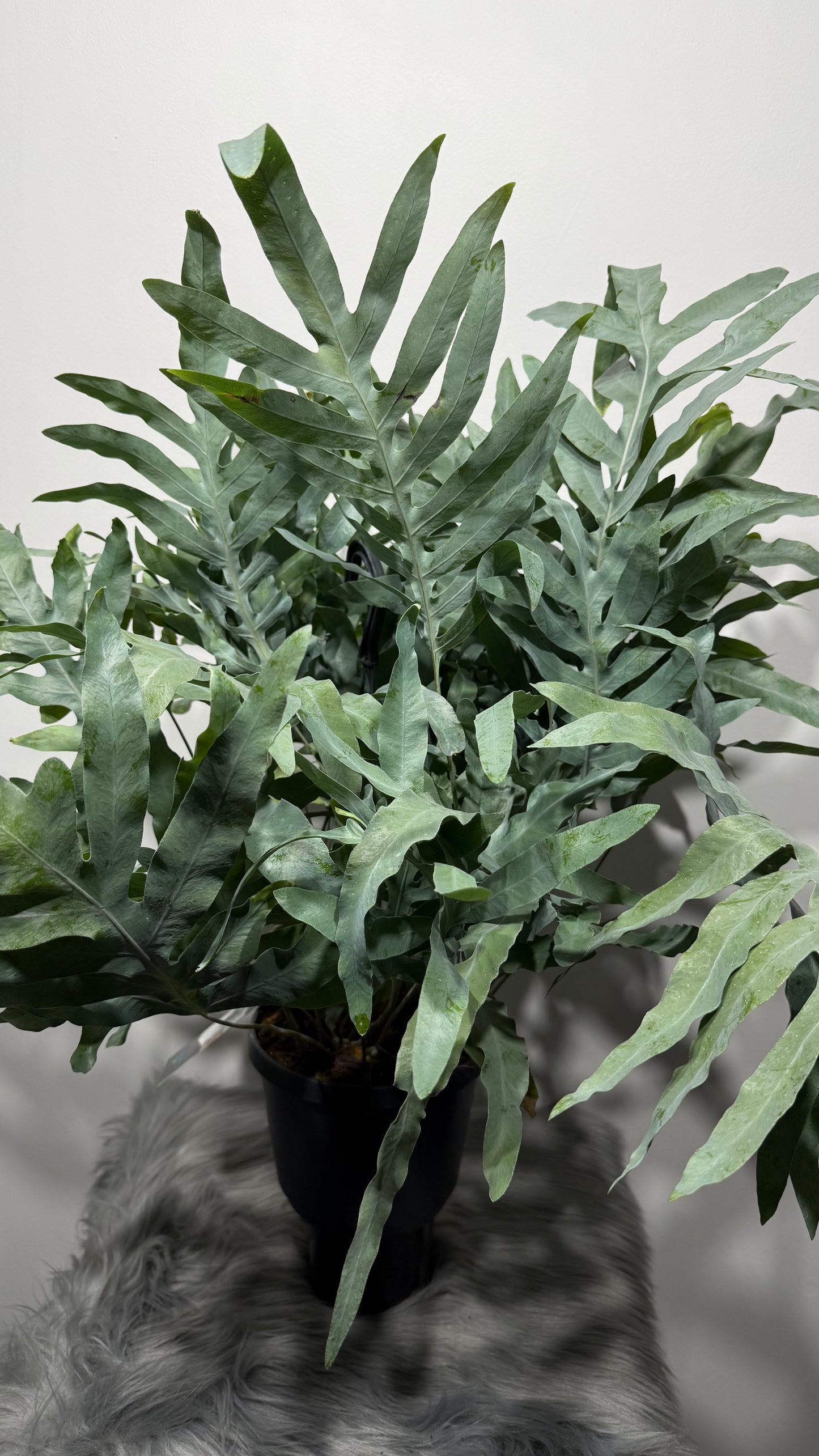 Phlebodium Blue Star