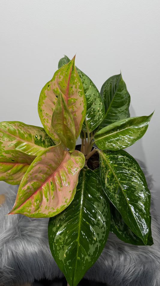 Aglaonema 15