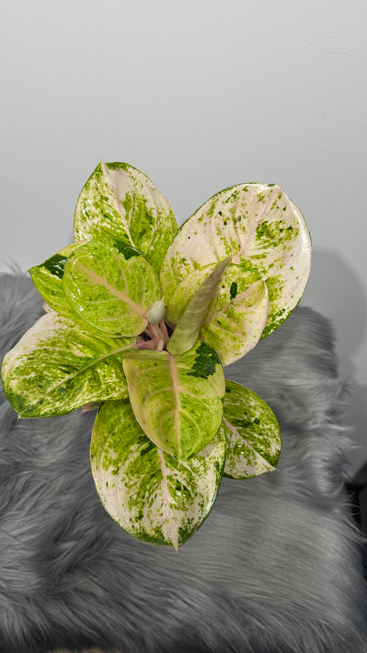 Aglaonema 5