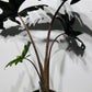 Alocasia Jacklyn