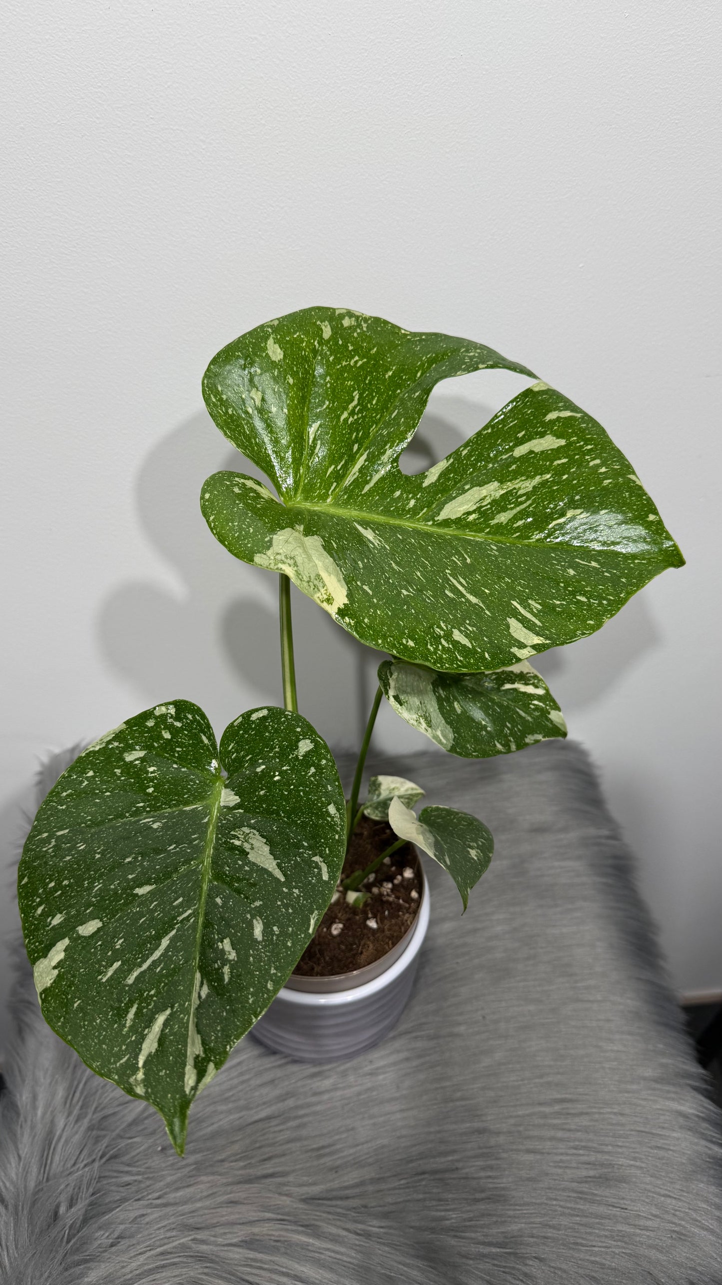 Monstera Thai Constellation