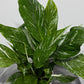 Spathiphyllum Diamond