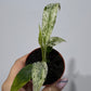 Rhaphidophora puberula Variegata
