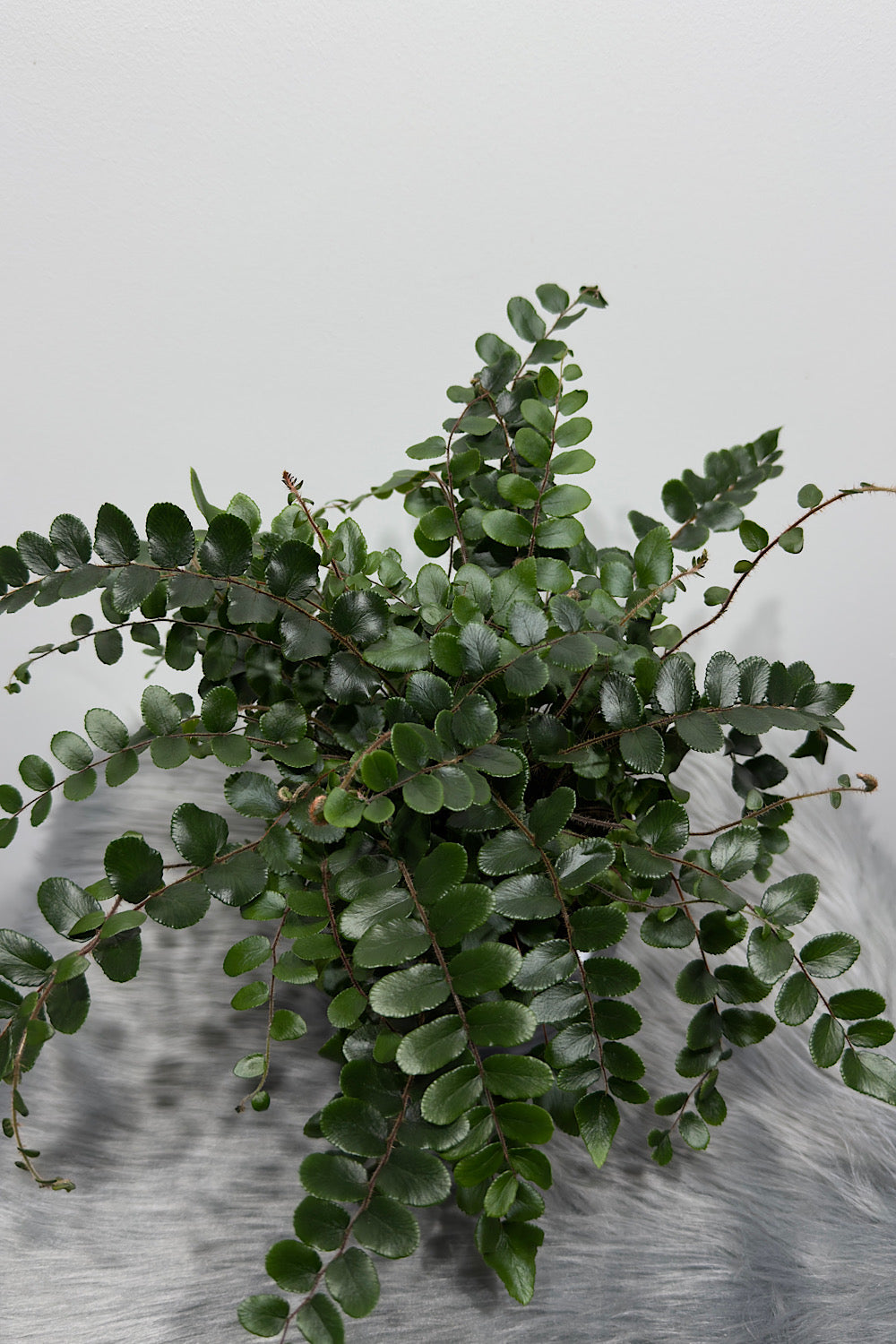Pellaea Rotundifolia