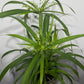 Cyperus