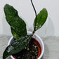 Hoya clemensiorum sumatra