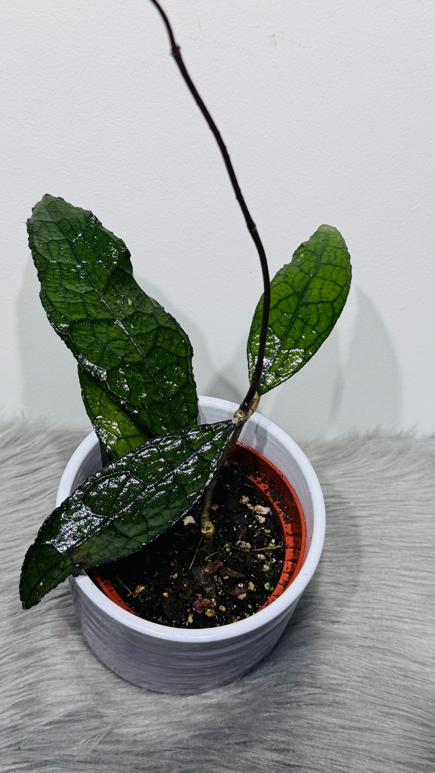 Hoya clemensiorum sumatra
