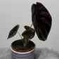 Alocasia cuprea 'Red Secret' - www.augi-plants.lv