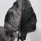 Alocasia Antoro Velvet