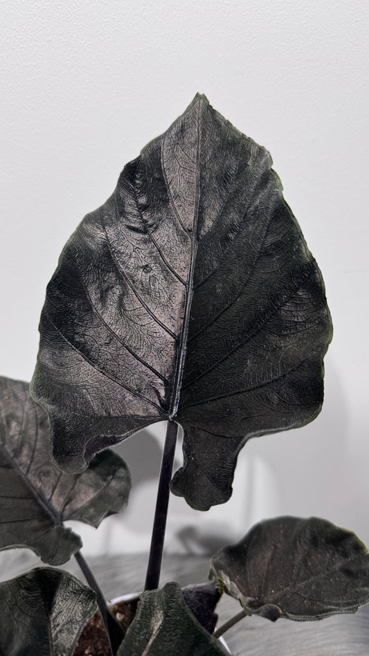 Alocasia Antoro Velvet