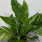 Spathiphyllum Diamond
