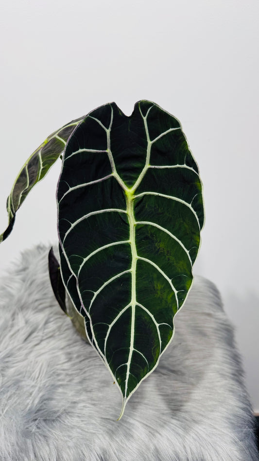 Alocasia