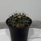 Gymnocalycium mihanovichii variegata - www.augi-plants.lv