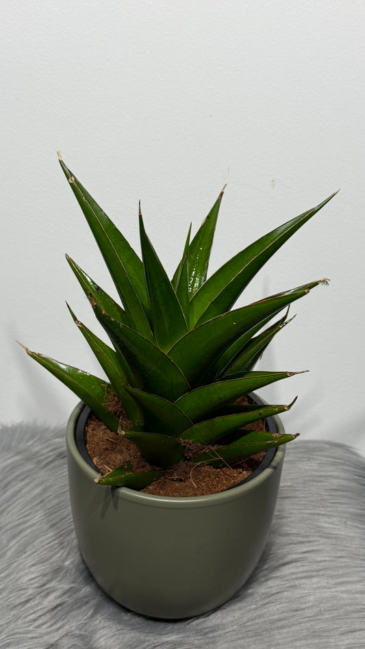 Sansevieria 1