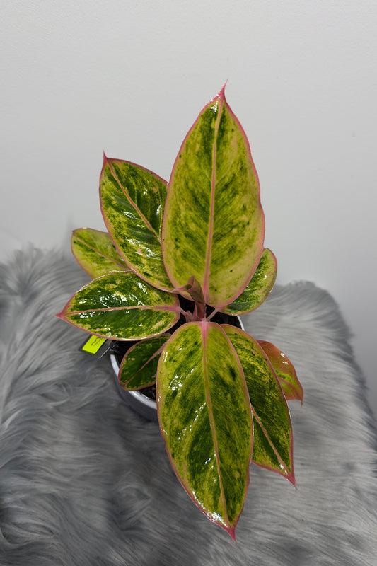 Aglaonema 13 - www.augi-plants.lv