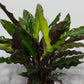Calathea 3