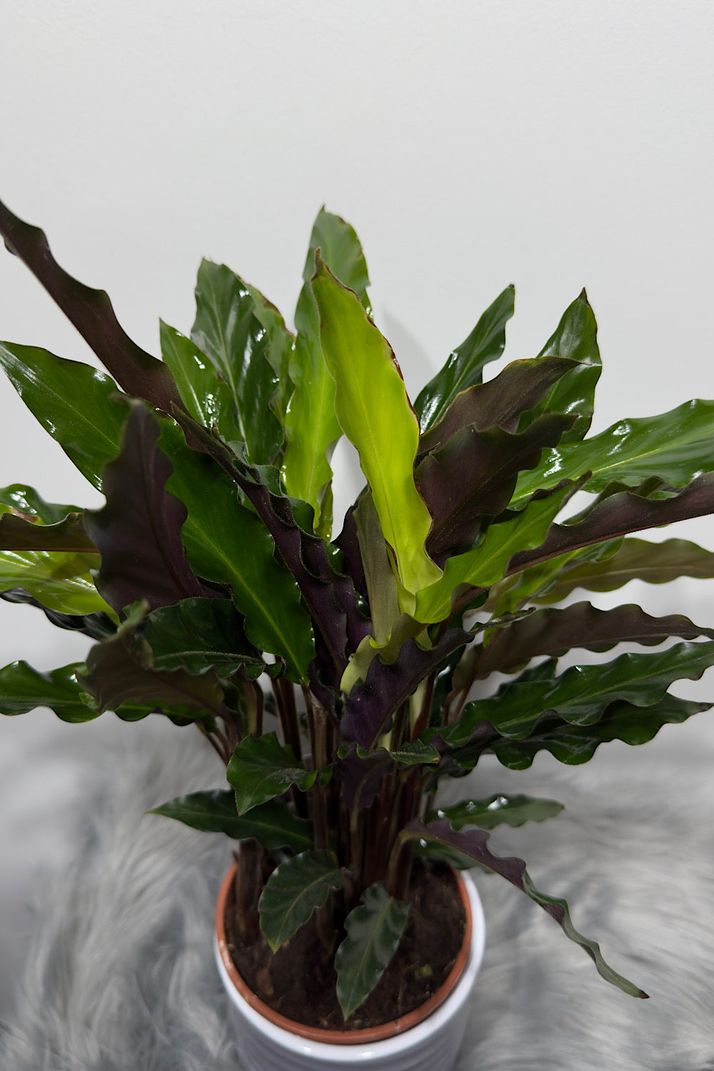 Calathea 3