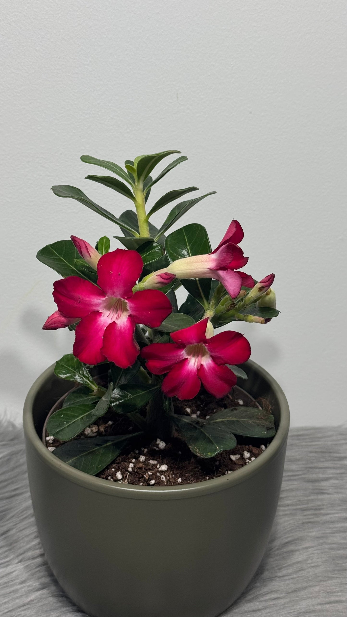 Adenium obesum Anouk