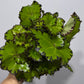 Begonia Rex 5
