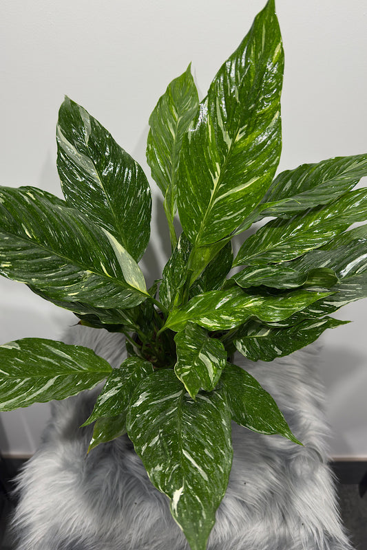 Spathiphyllum Diamond