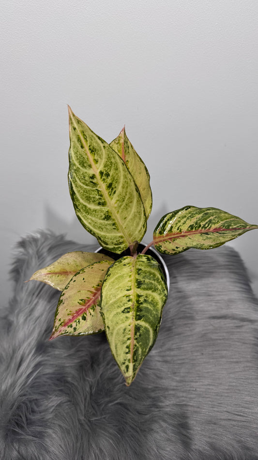 Aglaonema 6