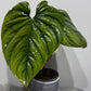Philodendron Sp Colombia