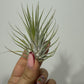 Tillandsia Air plant 2