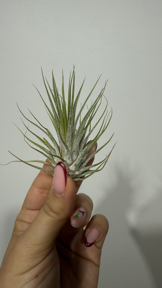 Tillandsia Air plant 2
