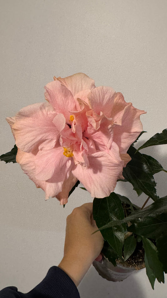 Hibiscus rose