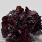 Begonia Rex 1