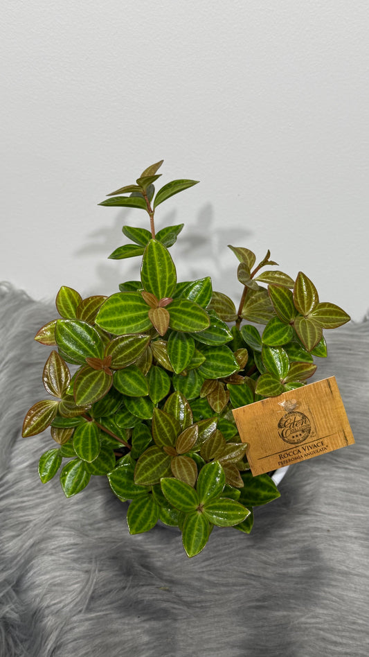 Peperomia Angulata Rocca